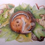 Gail Hummel Savage - @savage_nature_art - Instagram