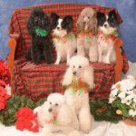 Gail Kendrick - @ggails4doggs - Instagram