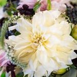 Gail Koehler - @rose121658 - Instagram