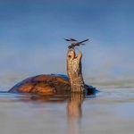 Gail L Langlois - @peruginigail - Instagram
