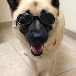 Gail Leavitt - @animalministries - Instagram