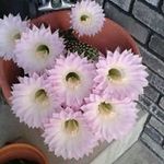 Gail Lutz - @lutzgaill - Instagram
