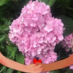 Gail MacDonald - Facebook