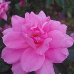 Maynard Gail Penney - @maynardgailpenney - Instagram