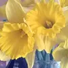 Gail Mcdowell - @gail.mcdowell1 - TikTok
