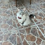 Gail Meltzer - @tito_the_mainecoon_ - Instagram