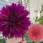 Gail Milliman - @dream4deals2 - Instagram