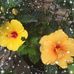 Gail S Mortimer - Facebook