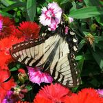 Gail Munson - @nanagail25 - Instagram