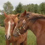 Gail Nicholas - @horsemad1965 - Instagram