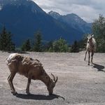 Gail Ogden Baxter - @geob37 - Instagram
