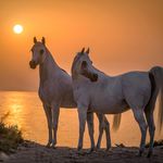 Jennifer Gail Ogden - @fineartpic_by_jennifer - Instagram