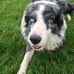 Gail Parsons - @jaspermydog - Instagram