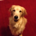 Gail Pennington - @gailop - Instagram