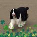 Gail Pfeiffer - Facebook