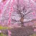 Gail Pfeiffer - Facebook