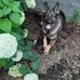 Gail Ramsden - Facebook