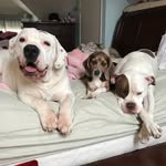 Gail Redmond - @crazypuppycrew - Instagram