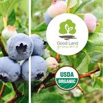 Gail Rivera - @goodlandgrowers - Instagram