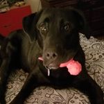 Gail Rucker - @buglady1958 - Instagram