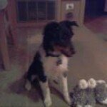 Gail Samson - @pepperdoodle1 - Instagram