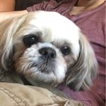 Gail Shepherd Santochi - @grumpymaxx - Instagram
