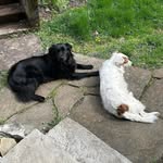 Gail Solomon - @gds_pippa_rosie - Instagram