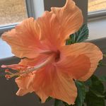 Gail Solomon - @gailhsolomon - Instagram