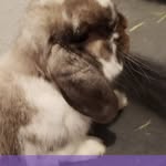 Gail Takeshita Soto - @rockythebunbunz - Instagram