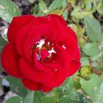 Gail Swartz - @swartzg333 - Instagram