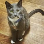 Albert 🐈‍⬛and Gilbs 💁🏾‍♀️ +Jasper 🐈 - @albertandgilbs - Instagram