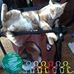 Gail Thibault - Facebook