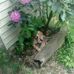Gail Thresher - Facebook