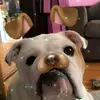 Gail Van Eeuwen - @vaneeuwen - TikTok