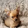user3812724090922 - @gailvan0 - TikTok