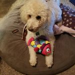 Gail Pountain Vitale - @vitalegail - Instagram