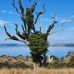 Gail Waitere - Facebook