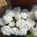 Gail Watkins - Facebook