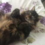 Gail Watkins - @gailwatkins2152 - Instagram
