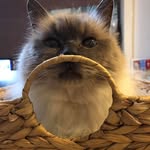 Gail Watkins - @gailwatkins775 - Instagram