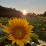 Gail Whitney - @mrspuddlefordtreefarm - Instagram