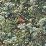 Gayle Beaulieu Willard - Facebook