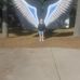 Gail Wing - Facebook