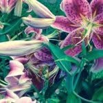 Gail Yeager - @gailyeager - Instagram