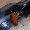 cockroach 🤎 - @metgalaroach_official - TikTok