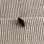 cockroach 🪳 - @met.gala_roach - Instagram