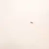 met gala roach - @metgalacockroach2 - TikTok