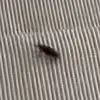 met gala roach - @metgalaroach2023 - TikTok