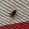 Met Gala Roach - @met_gala_roach - TikTok