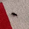 metgala roach - @metgalacockroach - TikTok